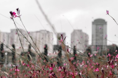Fotoğraf Central Park 'ı ziyaret ederken çekildi. Bakü, Azerbaycan. 21.09.2025.