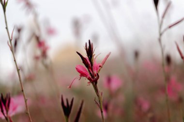 Fotoğraf Central Park 'ı ziyaret ederken çekildi. Bakü, Azerbaycan. 21.09.2025.