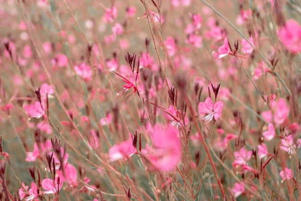 Fotoğraf Central Park 'ı ziyaret ederken çekildi. Bakü, Azerbaycan. 21.09.2025.