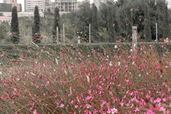Fotoğraf Central Park 'ı ziyaret ederken çekildi. Bakü, Azerbaycan. 21.09.2025.