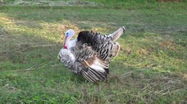 Kırsal bölgedeki yeşil çayırdaki evcil hindi kuşu..