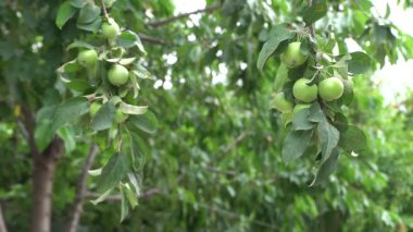 Bahçede, kırsal alanda olgunlaşmamış yeşil elmalar.