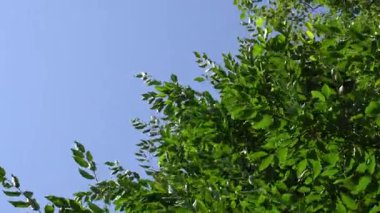 Yaz mevsiminde ormandaki yeşil ağaç yaprakları