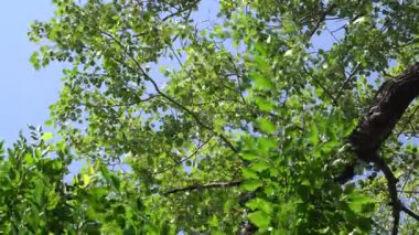 Yaz mevsiminde ormandaki yeşil ağaç yaprakları