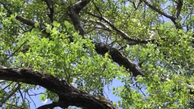 Yaz mevsiminde ormandaki yeşil ağaç yaprakları