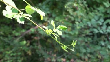 Yaz mevsiminde ormandaki yeşil ağaç yaprakları