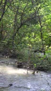 Nehir yemyeşil ormanda akıyor.