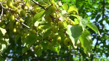 Yaz mevsiminde ormandaki yeşil ağaç yaprakları