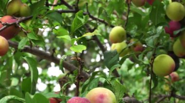 Güneşli bahçedeki ağaçta olgun erikler
