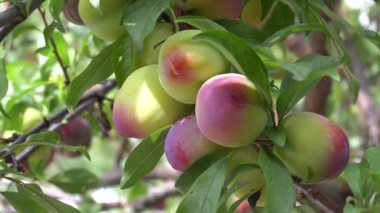 Güneşli bahçedeki ağaçta olgun erikler