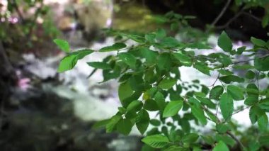 Yeşil bir yaz ormanında ortam rahatlatıcı. Ağaçlar, yapraklar, doğa.