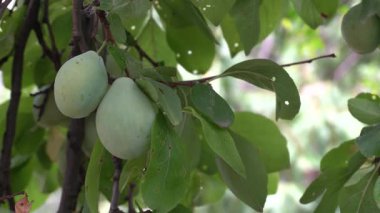 Güneşli bahçedeki ağaçta olgun erikler
