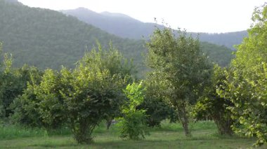 Yeşil bir yaz ormanında ortam rahatlatıcı. Ağaçlar, yapraklar, doğa.