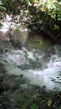 Yeşil bir yaz ormanında ortam rahatlatıcı. Ağaçlar, yapraklar, doğa.