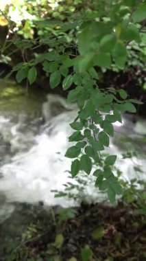 Yeşil bir yaz ormanında ortam rahatlatıcı. Ağaçlar, yapraklar, doğa.
