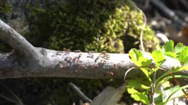 Kırsal alanda inanılmaz bir doğa.