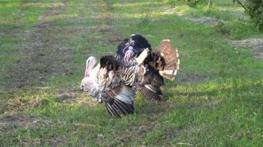 Kırsal alanda inanılmaz bir doğa.