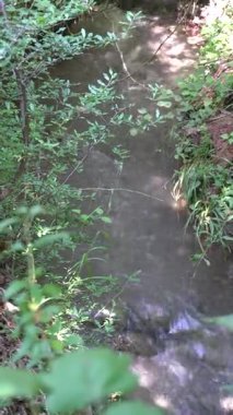 Yeşil bir yaz ormanında ortam rahatlatıcı. Ağaçlar, yapraklar, doğa.