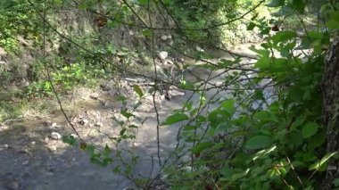 Yeşil bir yaz ormanında ortam rahatlatıcı. Ağaçlar, yapraklar, doğa.