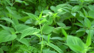 Kırsal alanda inanılmaz bir doğa.