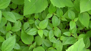 Kırsal alanda inanılmaz bir doğa.