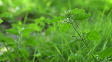 Kırsal alanda inanılmaz bir doğa.