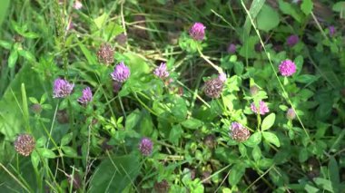 Kırsal alanda inanılmaz bir doğa.