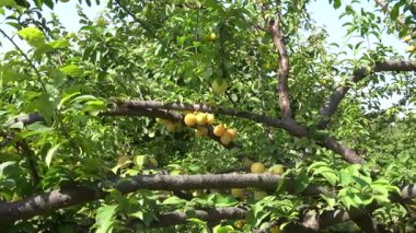 Güneşli bahçedeki ağaçta olgun erikler