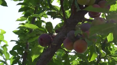 Güneşli bahçedeki ağaçta olgun erikler