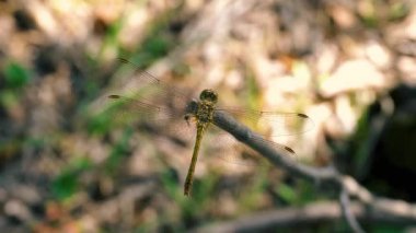 Yaz ormanında bir yusufçuk görüntüsü.