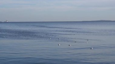 Martılar, soğuk hava ve su yüzeyi.