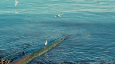 Martılar, soğuk hava ve su yüzeyi.