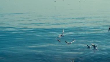 Martılar, soğuk hava ve su yüzeyi.