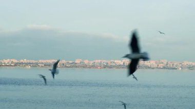 Güzel martılar deniz yüzeyinde akşam atmosferinin tadını çıkarıyorlar..