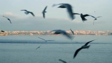 Beautiful seagulls enjoying evening vibes over sea surface.