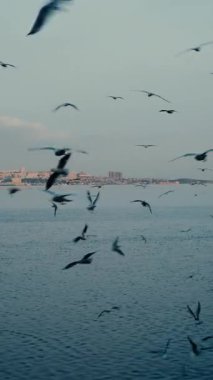 Güzel martılar deniz yüzeyinde akşam atmosferinin tadını çıkarıyorlar..