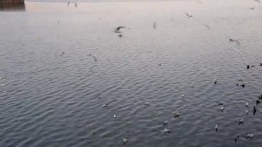 Güzel martılar deniz yüzeyinde akşam atmosferinin tadını çıkarıyorlar..