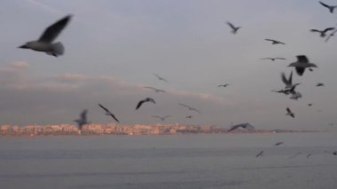 Güzel martılar deniz yüzeyinde akşam atmosferinin tadını çıkarıyorlar..