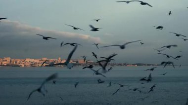 Güzel martılar deniz yüzeyinde akşam atmosferinin tadını çıkarıyorlar..