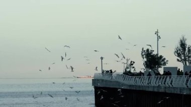 İnsanlar Hazar Denizi üzerinde uçan martıları izliyor. Bakü, Azerbaycan.