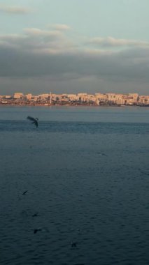 Güzel martılar deniz yüzeyinde akşam atmosferinin tadını çıkarıyorlar..