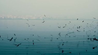 Deniz yüzeyinde martıların neşesi