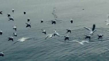 Deniz yüzeyinde martıların neşesi