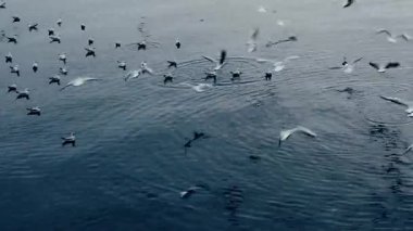 Deniz yüzeyinde martıların neşesi