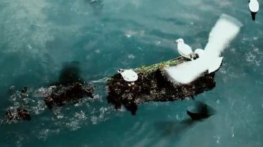 Deniz yüzeyinde martıların neşesi