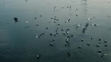 Deniz yüzeyinde martıların neşesi