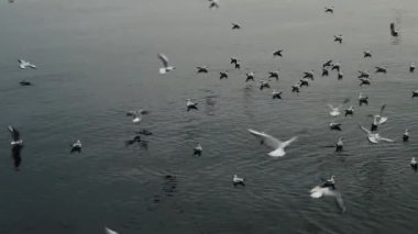 Deniz yüzeyinde martıların neşesi