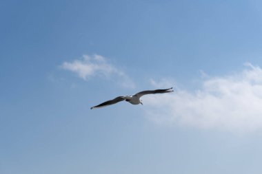 Bakü Bulvarı 'ndaki martıların inanılmaz manzarası. Bakü, Azerbaycan