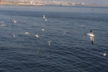 Açık, mavi gökyüzünde uçan martılar..
