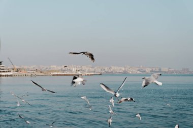 Açık, mavi gökyüzünde uçan martılar..